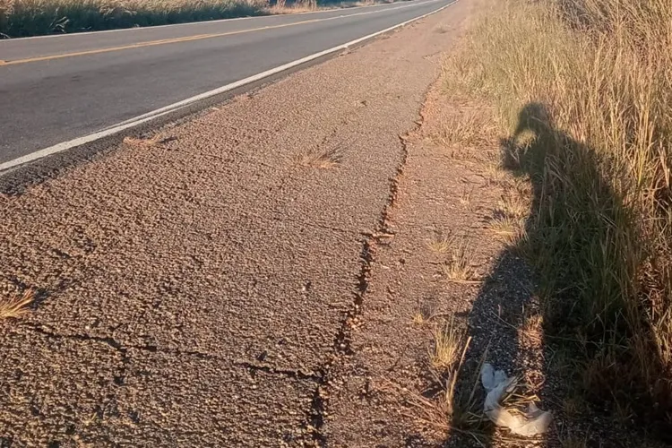 Guanambi: Filhotes de cães são abandonados na BR-030 e morrem atropelados