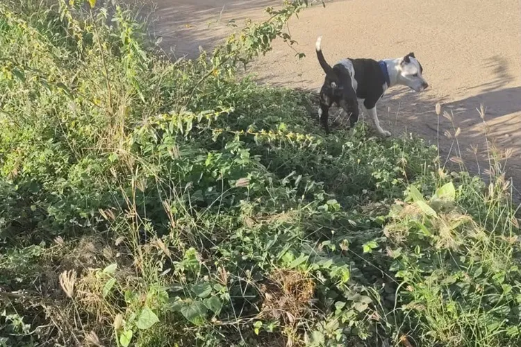 VÍDEO: Dona de shih tzu relata pânico após salvar cão de ataque de pitbull em Brumado