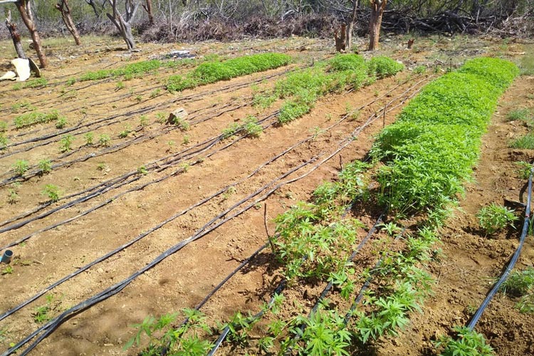Plantação com 76 mil pés de maconha é encontrada em Campo Formoso
