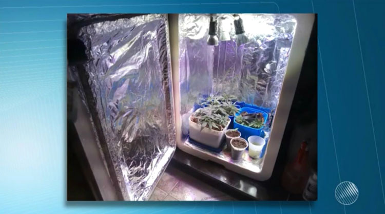 Dupla é presa por cultivar maconha em estufa feita com caixa de isopor em Vitória da Conquista