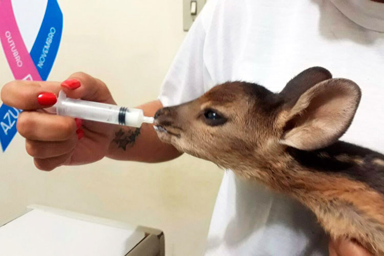 Médico resgata filhote de veado na BA-148 entre Livramento a Dom Basílio