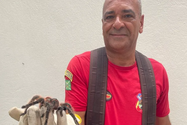 Aranha caranguejeira é capturada em Livramento de Nossa Senhora