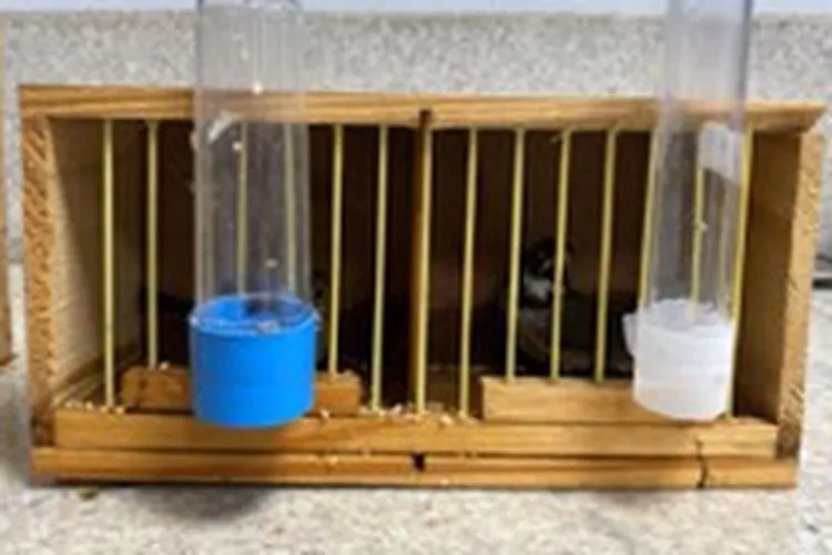 PRF resgata 29 pássaros silvestres na BR-116 em Vitória da Conquista