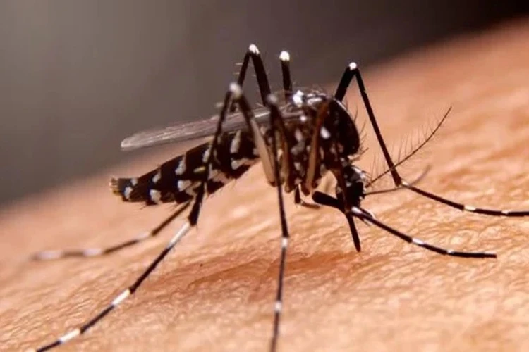 Bahia tem 39 cidades em alto risco para Chikungunya