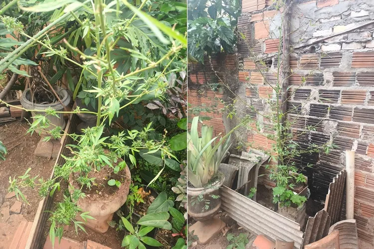 Mortugaba: Homem é preso por agredir mulher e cultivar pés de maconha em casa