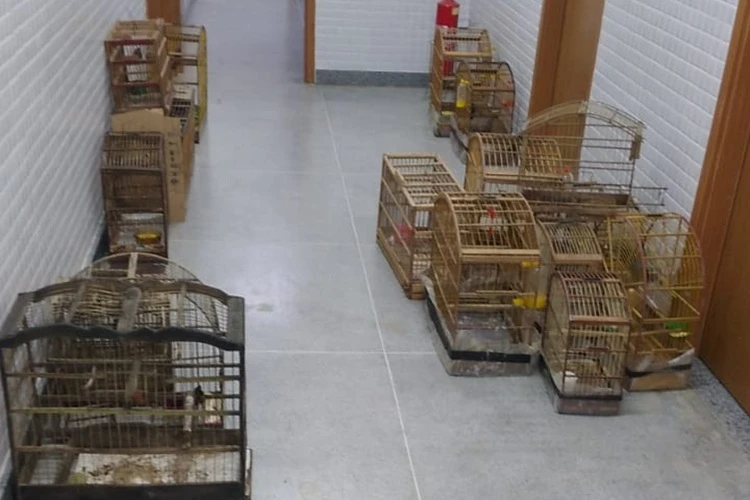 Polícia Civil autua dupla por crime ambiental e apreende aves em Planalto