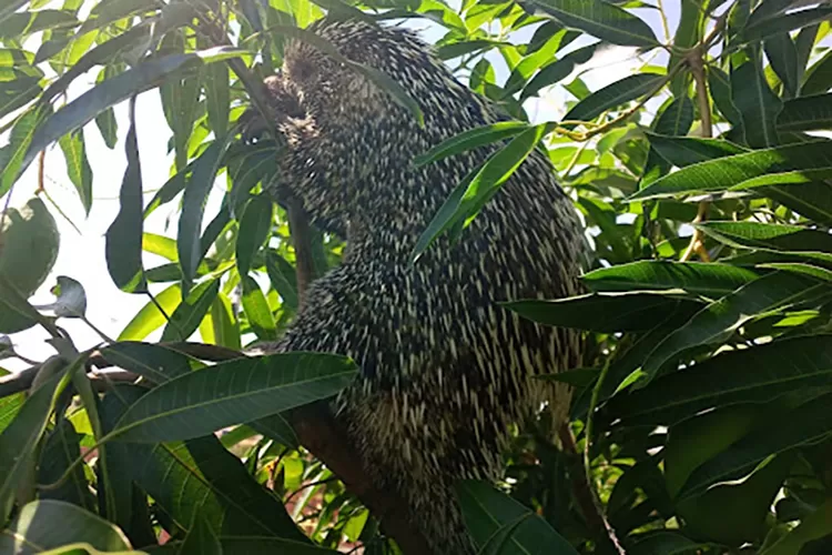 Guanambi: Secretaria de Meio Ambiente e Corpo de Bombeiros resgatam porco-espinho