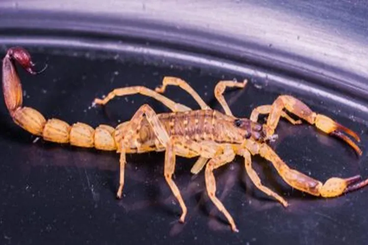 Bahia já registrou mais de 9 mil acidentes com escorpião em 2025