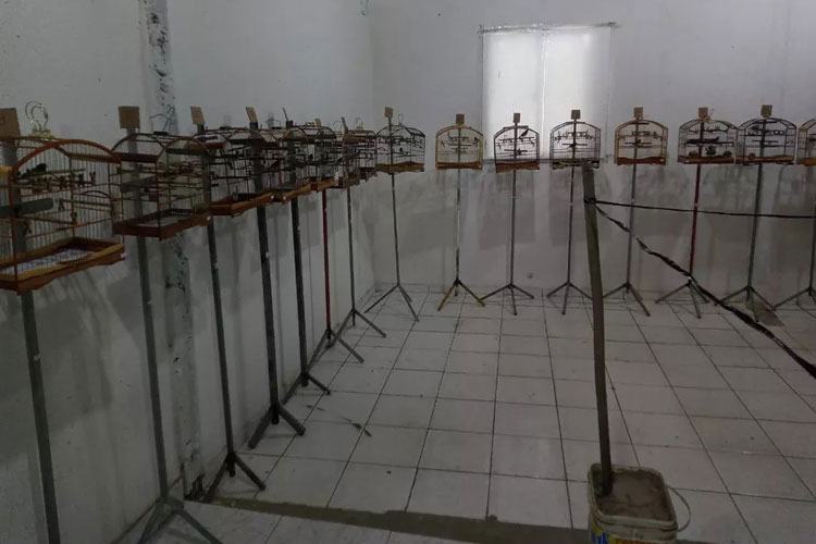 Operação apreende 60 pássaros em torneio de canto clandestino no recôncavo baiano