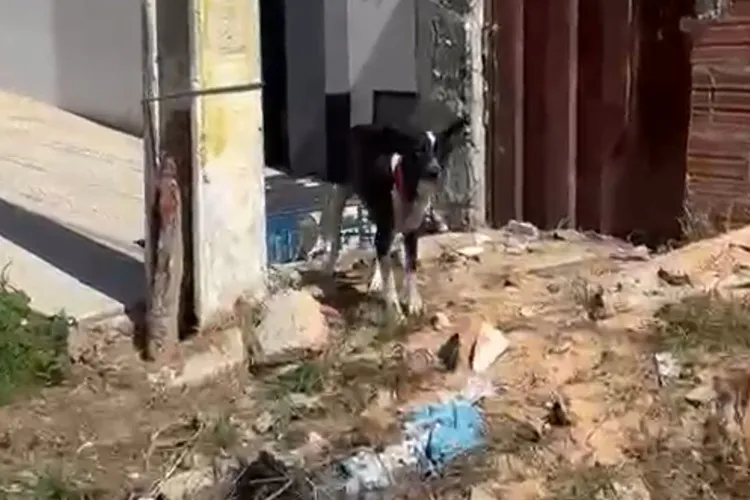 Cachorro é encontrado em situação de maus tratos na cidade de Brumado