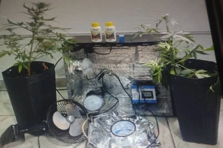 Em Urandi, denúncia de ameaça armada termina com apreensão de estufa de maconha