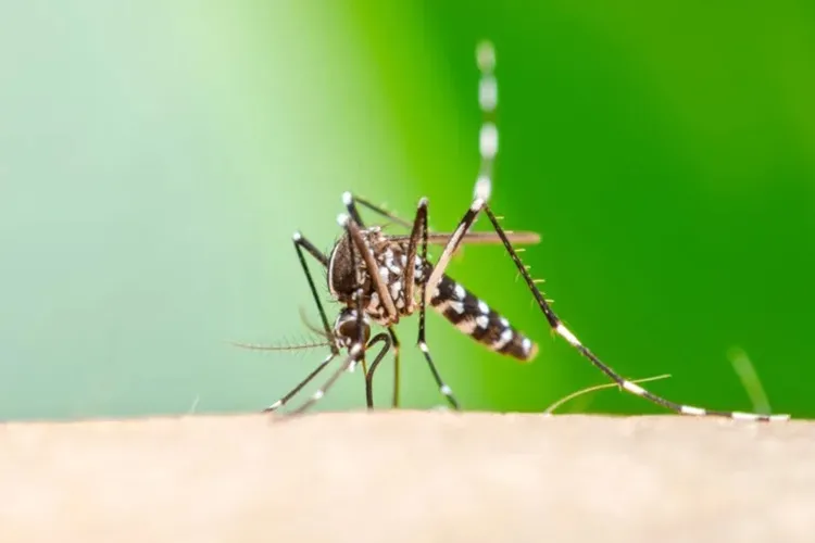 Alerta na Bahia: Casos de chikungunya disparam mais de 150% em 2026