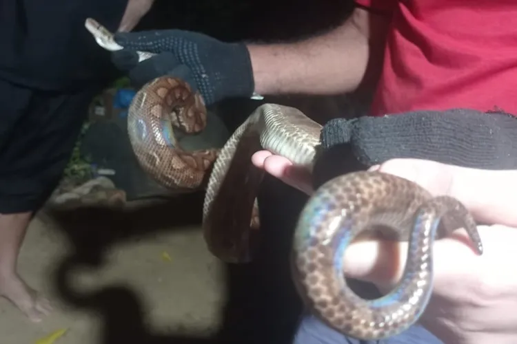 Jiboia arco-íris é resgatada em quintal de casa em Livramento de Nossa Senhora