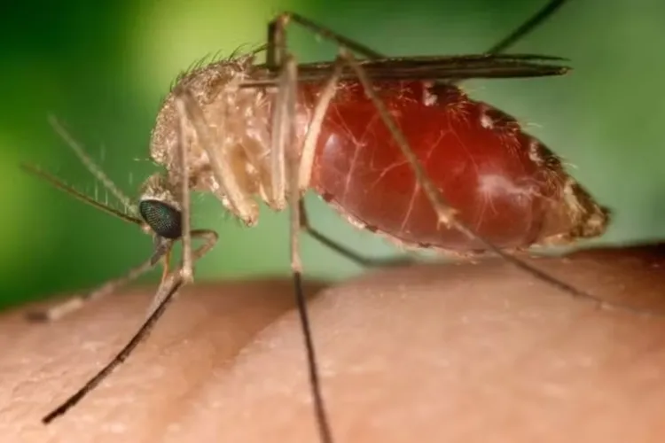 Secretaria de Saúde da Bahia registra primeira morte por febre Oropouche