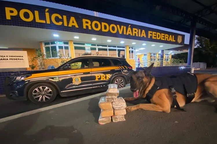 Com Auxílio de Cão Farejador, PRF apreende 4 kg de maconha em Vitória da Conquista