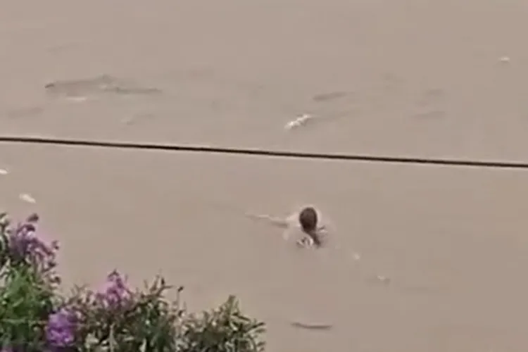 VÍDEO: Mulher desaparece após ser arrastada por enxurrada em Vitória da Conquista