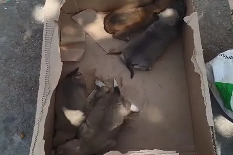 Quatro filhotes de cachorro são abandonados dentro de caixa no centro Brumado