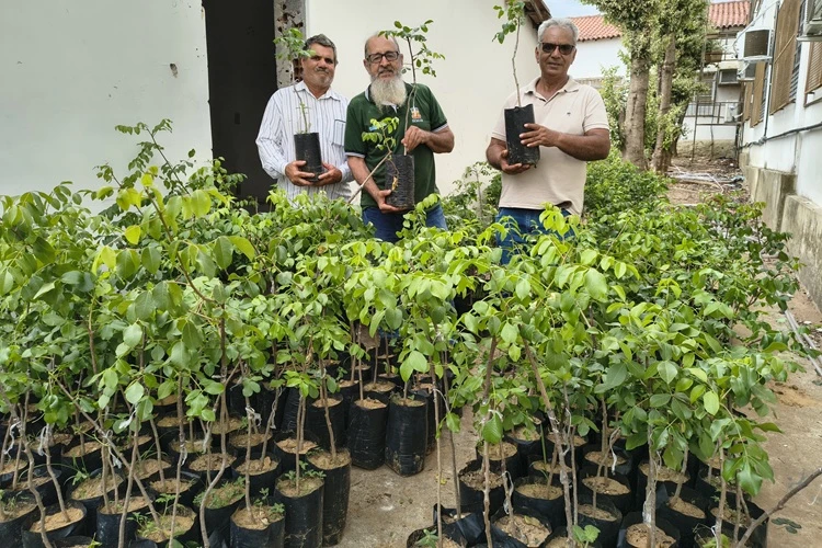 Prefeitura entrega 3 mil mudas de umbu gigante em Brumado