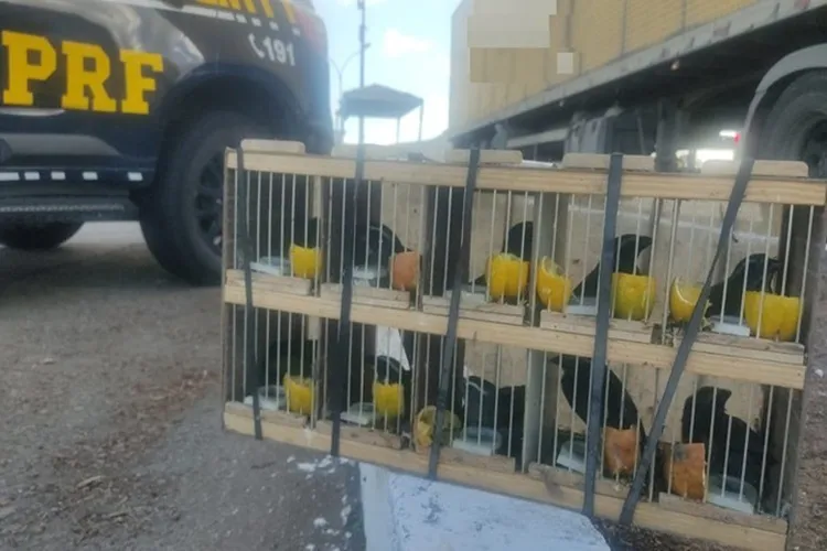 PRF resgata 60 animais silvestres e apreende comprimidos de rebites em Milagres