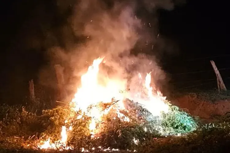 Minas Gerais: PM queima cerca de 500 pés de maconha em plantação de família