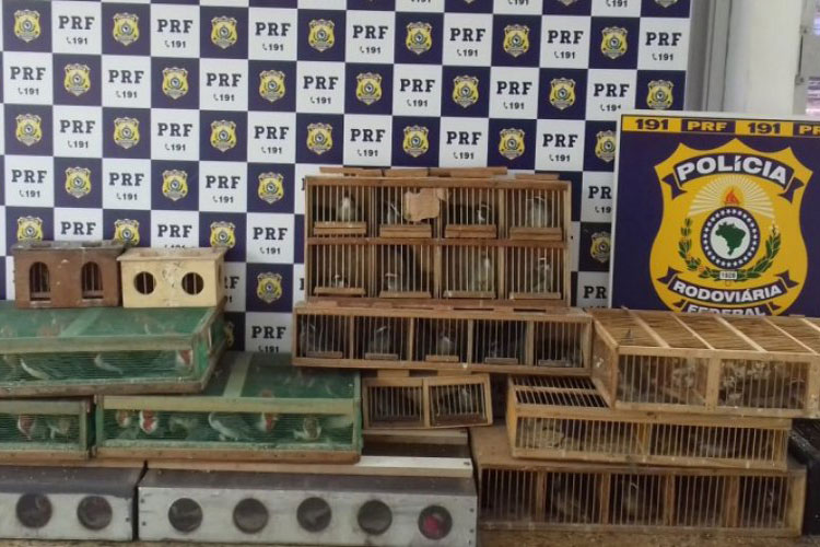 Homem é flagrado com mais de 220 aves silvestres em Vitória da Conquista