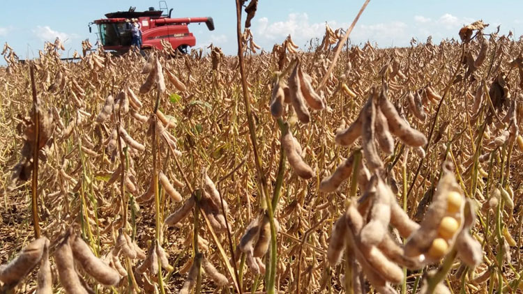 Produção agrícola no país bate recorde e atinge R$ 343,5 bilhões em 2018