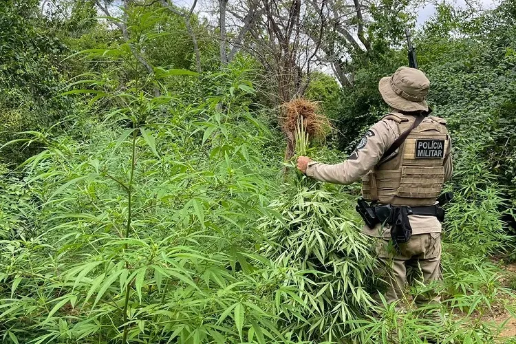 Plantação de 15 mil pés de maconha é destruída pela polícia militar em Curaçá