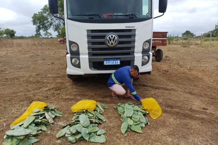 Seca: 90 mil mudas de palma são distribuídas em Livramento de Nossa Senhora