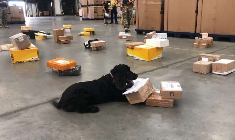 Operação Paz realiza apreensão de entorpecentes em Correios de Feira de Santana