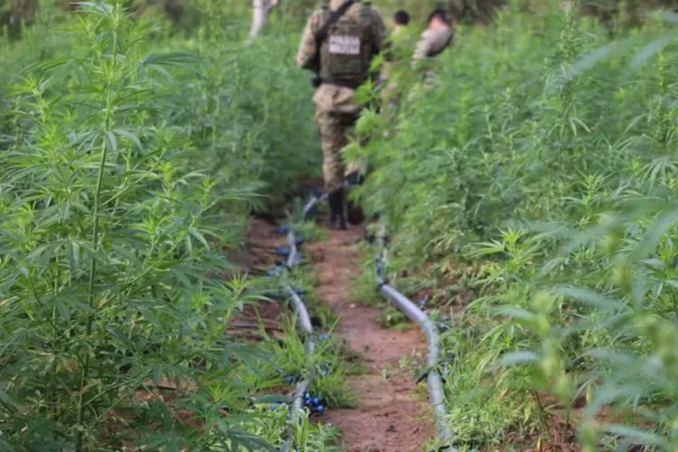Andorinha: Homem é preso e plantação de maconha é achada em sítio