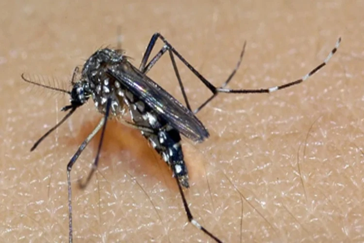 Ministério da Saúde intensificará mobilização contra dengue no Brasil