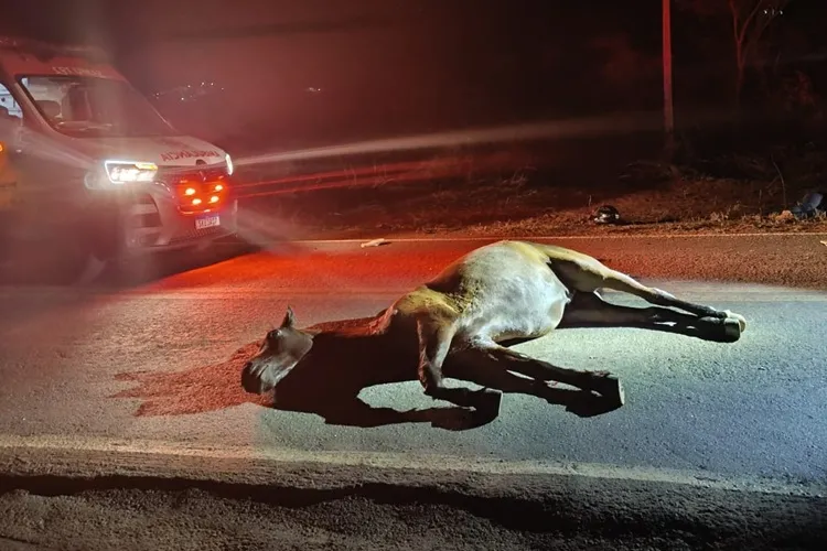 Caetité: Casal fica ferido ao colidir motocicleta com cavalo solto na BR-264