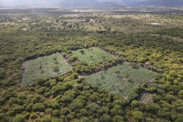 Ação integrada da PM e PF erradica 61 mil pés de maconha em Andorinha