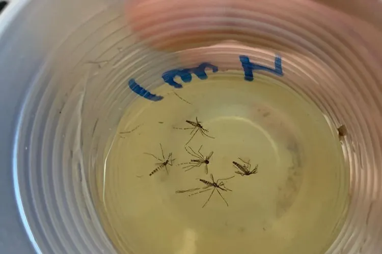 Estudantes utilizam plantas da caatinga no combate ao Aedes Aegypti em Candiba