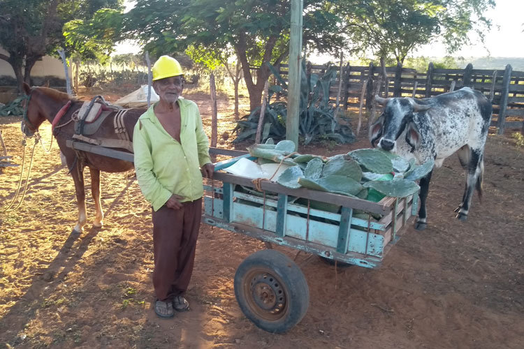 Brumado: Aos 85 anos, Seu Argemiro mantém labuta em cuidar do gado na Lapinha