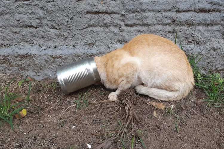 Luís Eduardo Magalhães: Gato é socorrido por bombeiros após ficar com cabeça presa em lata