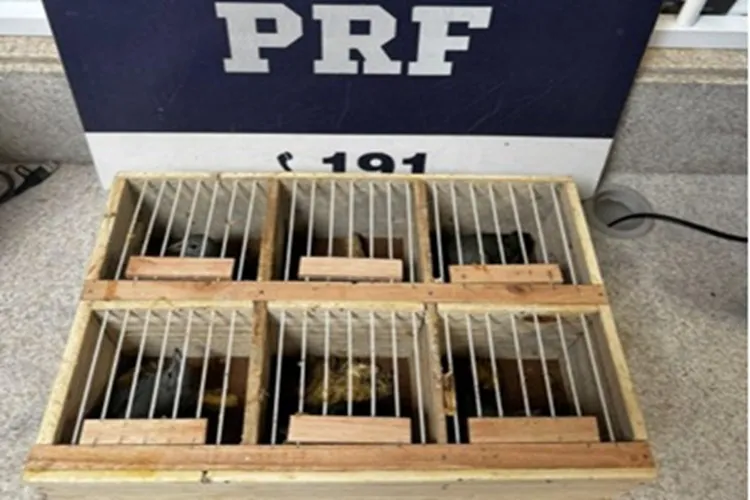 Aves silvestres são resgatadas em caixas minúsculas e sem ar dentro de ônibus em Vitória da Conquista