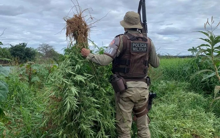 Mais de 200 mil pés de maconha são erradicados em operação da polícia na Bahia