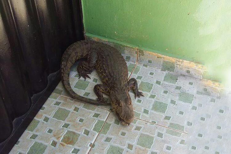 Moradores de Caculé são surpreendidos com aparição de filhote de jacaré