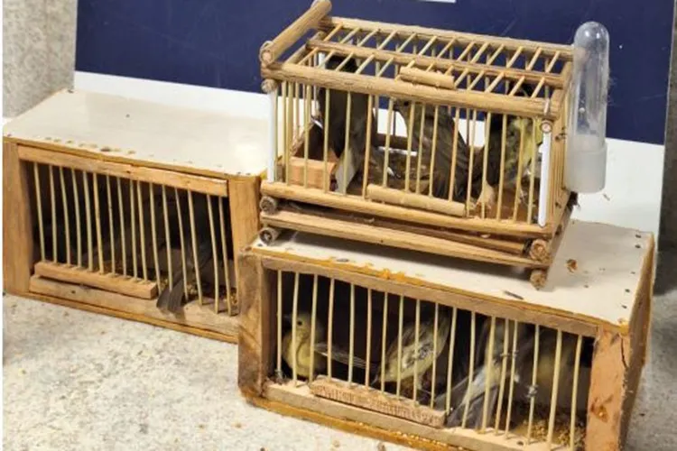 Vitória da Conquista: 22 pássaros flagrados transportados irregularmente em ônibus