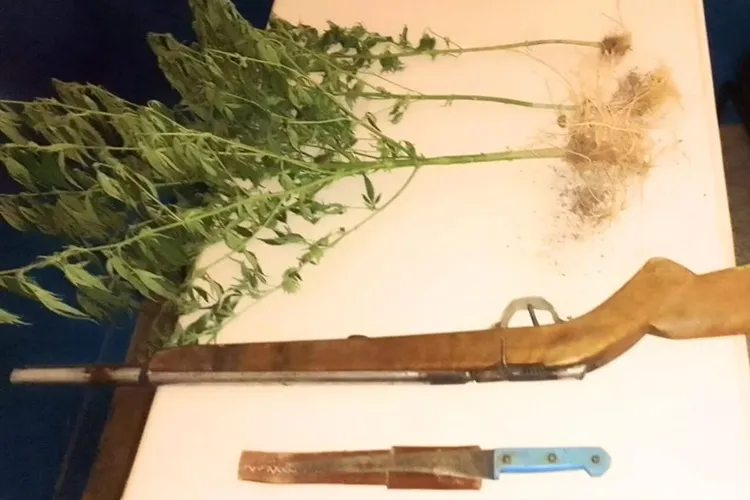 38ª CIPM apreende arma de fogo, faca e plantio de maconha em Riacho de Santana