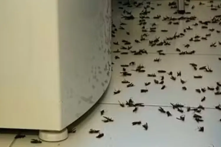 Infestação de vespas acende alerta em Vitória da Conquista