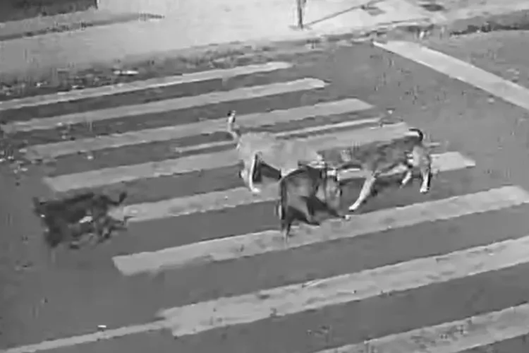 Ataque a animal de estimação acende alerta sobre matilha solta no centro de Brumado