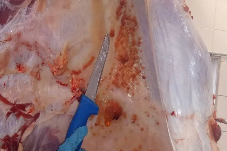 27,3 kg de carne estragada é apreendida em comércio de Igaporã