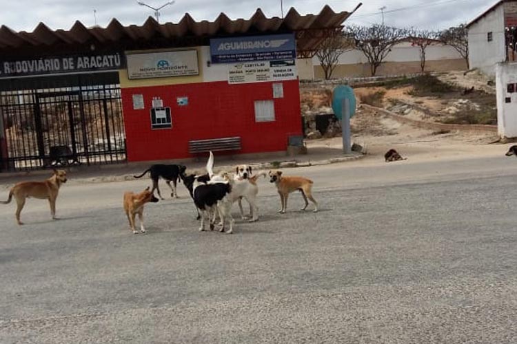 Harly Correia solicita construção de canil para abrigo de animais vadios em Aracatu