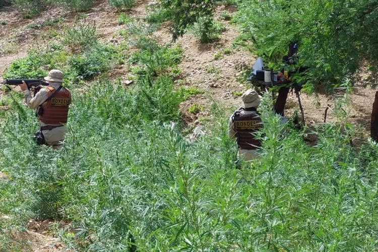 Plantação com 15 mil pés de maconha é destruída em Casa Nova