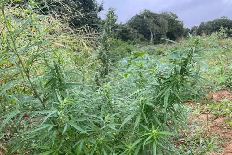 Plantação de oito mil pés de maconha é destruída em Curaçá