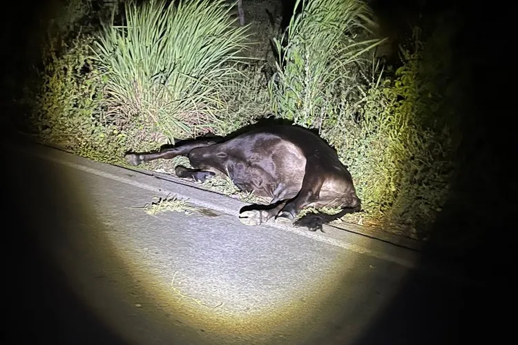 VÍDEO: Animais soltos coloca motoristas em risco na BA-938 em Guanambi