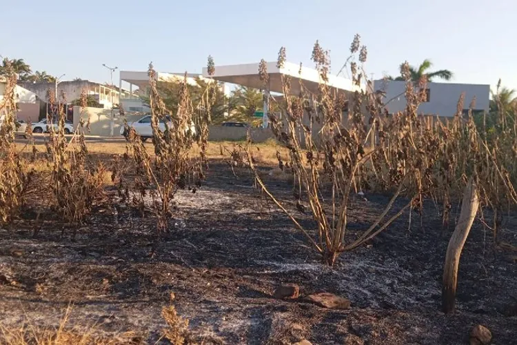 Mato e entulho ameaçam moradores do bairro Monsenhor Fagundes, em Brumado
