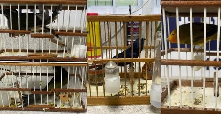 PRF resgata quatro aves silvestres em Vitória da Conquista